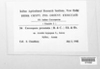 Nothopassalora personata image